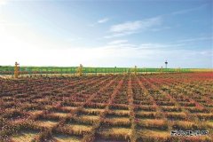 长庆油田：建一座气田 留一片绿色